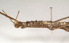 CollectionObject 1562803; 99dd647b-b4d5-4cdb-9576-8f962d511494: copyright SAM, Adelaide. female thorax, lateral view (paratype). (CollectionObject).