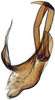Aedeagus, lateral view: Hecalus hamiltoni, aedeagus laterally (INHS). (Observation).