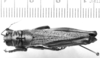 CollectionObject 1521484; e6009b90-1026-4d56-ad46-6ead370efb8e: Image, C.S. Carbonell. female, dorsal view (holotype). (CollectionObject).