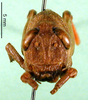 CollectionObject 1501081; e12d457f-66db-433e-948f-388fa99e9df8: female, frontal view (holotype). (CollectionObject).