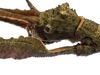 CollectionObject 1597679; 0c981c47-2724-4cb7-9f80-a067884b2742: copyright CEIOC Rio de Janeiro. female head, lateral view of synonym Cladomorphus petropolisensis (holotype). (CollectionObject).