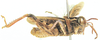 Aneuryphymus rhodesianus Uvarov, 1922: male, lateral view. (Otu).