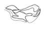 Neuquenina fictor (Rehn, 1943): Fig. 44. cingulum and endophallus, lateral view. (Otu).