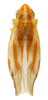 Habitus, dorsal view on Erythridula crataegi (Johnson, 1935): Habitus (holotype, OSU collection). (Observation).
