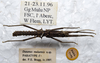 CollectionObject 1561578; ebcd843b-dc07-46ea-ba8d-39fdc0e196a2: copyright LKCNHM, Singapore. male, dorsal view (paratype). (CollectionObject).