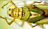 CollectionObject 1498683; 828f73c6-4025-48ef-a3bd-1a77779d5fac: female head and pronotum, dorsal view. (CollectionObject).