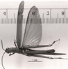 CollectionObject 1506905; e3e0d35a-82c3-4439-8873-a5d5a42f086d: Image C.S. Carbonell. male, dorsal view (lectotype). (CollectionObject).