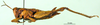 CollectionObject 1501517; c8458b68-86e5-40cf-ad7d-7eb92ad40683, DORSA BA000547S01: female, lateral view (holotype). (CollectionObject).
