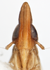 Head: !! display not done !! on Tumidagena terminalis (Metcalf, 1923): (Observation).