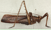 CollectionObject 1544654; ddef33a9-74d7-4a19-826f-628196f92e13: male, lateral view. (CollectionObject).