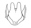 Ceuthophilus (Hemiudeopsylla) hesperus transitans Hubbell, 1936: Fig. 788. male subgenital plate. (Otu).