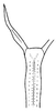 Aedeagus, ventral view on Bahita caracana Linnavuori & DeLong, 1978: Bahita caracana, aedeagus, ventrally. (Observation).