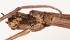 CollectionObject 1557865; NMW 780, fe89e5a8-ccc0-4a8b-923e-40f33bfad8bd: copyright NMW, Vienna. female: head, ventral view (holotype). (CollectionObject).