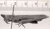 CollectionObject 1565678; 72c20fe4-e9cb-40cc-9e11-b3699e620ce2: female, lateral view, allotype (syntype of Hyalopteryx asinus). (CollectionObject).