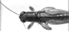 CollectionObject 1521492; 401ef89b-6032-472c-ba40-f749df869403: Image Carbonell, C.S. male head and pronotum, dorsal view (holotype). (CollectionObject).