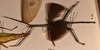 CollectionObject 1556973; 26aa5dcb-0a71-452e-8371-8d655e737257: copyright OUMNH. male, lateral view of Cyphocrana punctipes (holotype). (CollectionObject).