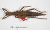 Copyright MNCN, Madrid. Obrimus asperrimus female, dorsal view (syntype). Depicts CollectionObject 1571619; 9cbf6875-3b35-4be8-8e46-d772dcb03ca1, a CollectionObject.;Copyright MNCN, Madrid. Obrimus asperrimus female, dorsal view (syntype). Depicts CollectionObject 1571620; 80eb5d10-66c3-42f3-a65f-cba3849133e5, a CollectionObject.