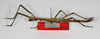 CollectionObject 1563531; 721f3aeb-3bd1-4676-92b6-58c3ddf65288: copyright ZMB, Berlin. male, lateral view (paratype). (CollectionObject).;CollectionObject 1563532; c4d71e26-ca3d-4e5a-9f3f-9e11b3c16dd5: copyright ZMB, Berlin. male, lateral view (paratype). (CollectionObject).