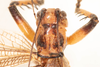 CollectionObject 2602181; 6e5c7ae2-6b2d-4749-83bf-67cc330e0a3d: male, dorsal view (syntype). (CollectionObject).