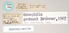 CollectionObject 1559006; NHMUK(SF IMPORT DUPLICATE) 845238, cb4f115d-0146-42f4-a5ad-e2e1320941bd: copyright Natural History Museum, London. male, data labels (syntype). (CollectionObject).