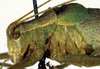 male head and pronotum, lateral view (holotype). Depicts CollectionObject 1500643; faaec6d8-65f6-4898-96f0-8f8177f124f9, a CollectionObject.