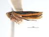 Habitus, lateral view on Coronigoniella yara Young, 1977: (Observation).