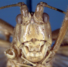 CollectionObject 1517020; 1a296d38-0e0b-43e0-bd13-31bd6dc7fd2b: male head, frontal view (holotype). (CollectionObject).