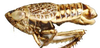 Habitus, lateral view: !! display not done !! on Icaia Linnavuori, 1973: Icaia laoroya, laterally (INHS). (Observation).