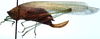 Anaulacomera (Anaulacomera) crassidentata Hebard, 1927: female, lateral view (allotype?). (Otu).