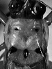 Euceraia insignis Hebard, 1927: female head and pronotum, dorsal view. (Otu).