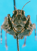 CollectionObject 1501790; 84a65a85-a9ee-42e1-981a-e69df73fbd55: male, frontal view. (CollectionObject).
