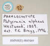 CollectionObject 1559739; 5af4de94-1acf-4d4e-8592-187154a1ab36: copyright Natural History Museum, London. female juv., data labels [square label reversed] of Platycrania alpheus (paralectotype). (CollectionObject).;CollectionObject 1559740; 15a8e9e2-4bb7-4d24-a7ee-06bf976abf6a: copyright Natural History Museum, London. female juv., data labels [square label reversed] of Platycrania alpheus (paralectotype). (CollectionObject).