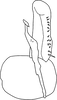 Subgenital plate, ventral view on Anufrievia subapicifixa Yang & Zhang, 2018: Subgenital plate. (Observation).