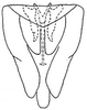 genital capsule, ventrally. Depicts Subgenital plate, an Observation.