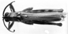 CollectionObject 1540730; dc97191b-7a70-4af9-a248-a1ad853ae436, MNHN-EO-CAELIF2446: Image Carbonell, C.S. male, dorsal view (lectotype). (CollectionObject).