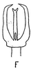 Aedeagus, ventral view on Cumora (Haldorellus) furcata (Caldwell, 1952): Aedeagus, ventral view. (Observation).