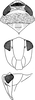 Head: !! display not done !! on Stegelytra alticeps Mulsant & Rey, 1855: Head, pro-, and mesothorax. (Observation).