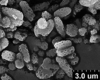 Brochosomes on Cuerna arida Oman & Beamer, 1944: CR172 | U.S.A., California, Indio, Pine Flats Camp. | 7/12/1941 | KSEM. (Observation).