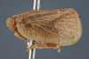 Habitus, lateral view: (Observation).