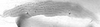Forewing.: Hairs on eighth abdominal tergite of A. thaspii. (Observation).