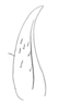 Ceuthophilus (Ceuthophilus) gracilipes gracilipes (Haldeman, 1850): Fig. 289. subdistal cephalic spurs of caudal tibia. (Otu).