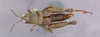 CollectionObject 2014607; 6a4db36e-0c58-46f4-8d18-9f75a2a1abe2: female, dorsal view. (CollectionObject).