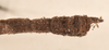 CollectionObject 1560107; 7d1b080d-7a82-463c-9605-b374e86a40cf: copyright OUMNH. male: end of abdomen, dorsal view (syntype). (CollectionObject).