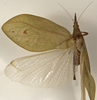 CollectionObject 1529743; NHRS NRM-ORTH0009197, 49682db8-3297-4dbf-8e63-9bbe870ab061: male dorsal (holotype). (CollectionObject).