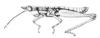 Apoxycephalacris palustris Amédégnato & Descamps, 1978: Fig. 25. Male, habitus. (Otu).