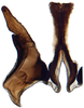 Stylus: !! display not done !! on Paraclorindaia pinguis Zahniser, 2021: connective and style, ventral view. (Observation).