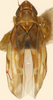 Habitus, dorsal view: !! display not done !! on Erasmoneura variabilis (Beamer, 1929): Habitus (holotype, KSEM collection). (Observation).