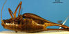 CollectionObject 1500379; 9fcdea08-b57b-4443-b1d2-b825b3071388: female, dorsal view (holotype). (CollectionObject).