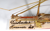 CollectionObject 1558428; 422080b7-dbed-4c79-985f-ff7f31ace417: copyright MNHU, Berlin. male: head & thorax (syntype). (CollectionObject).;CollectionObject 1558429; 33a8bc7e-ff9e-4ab1-a245-de2b3d4f57d2: copyright MNHU, Berlin. male: head & thorax (syntype). (CollectionObject).