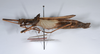 CollectionObject 1561457; bdd46e1a-8c06-4397-bc43-fabaad6d7eba: copyright ANSP. female, lateral view (holotype). (CollectionObject).